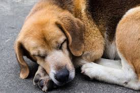 狗狗比赛训练秘籍：冠军犬背后的科技力量