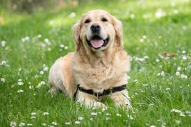 谁是汪星人运动健将？最新狗狗比赛赛事盘点与未来展望