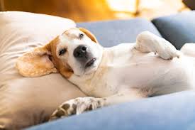 告别传统模式！基因检测与科学喂养，打造狗狗比赛精英选手