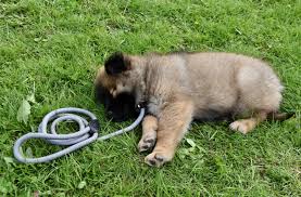 科技养宠新趋势：定制化狗保健食品，提升爱犬运动表现！