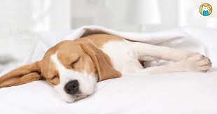 狗狗运动损伤恢复慢？专家揭秘：保健食品才是关键助力！