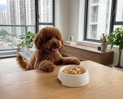 宠物科技大爆发：智能算法助力，精准搭配狗保健食品方案！